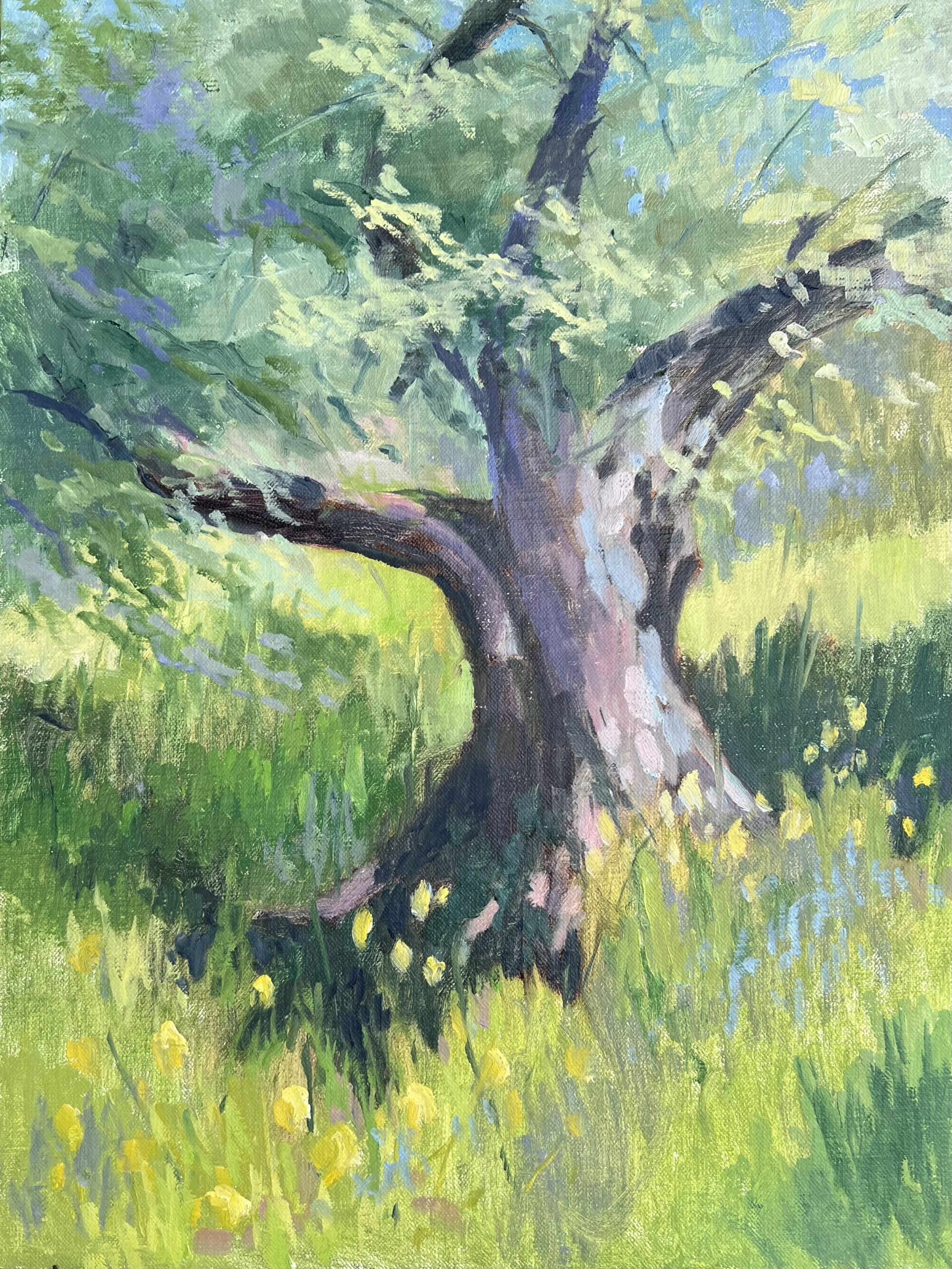 Solano Olives Solano Olives