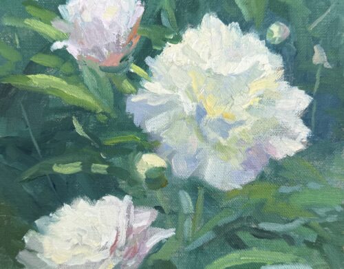 Peonies Return